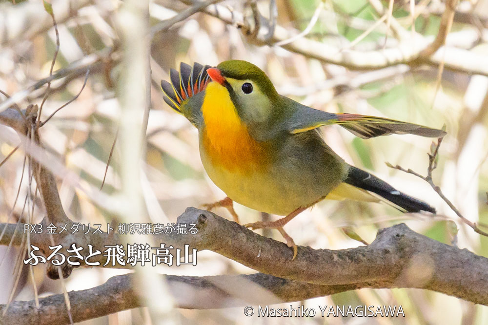 飛騨高山に棲むソウシチョウの写真。撮影・柳沢雅彦