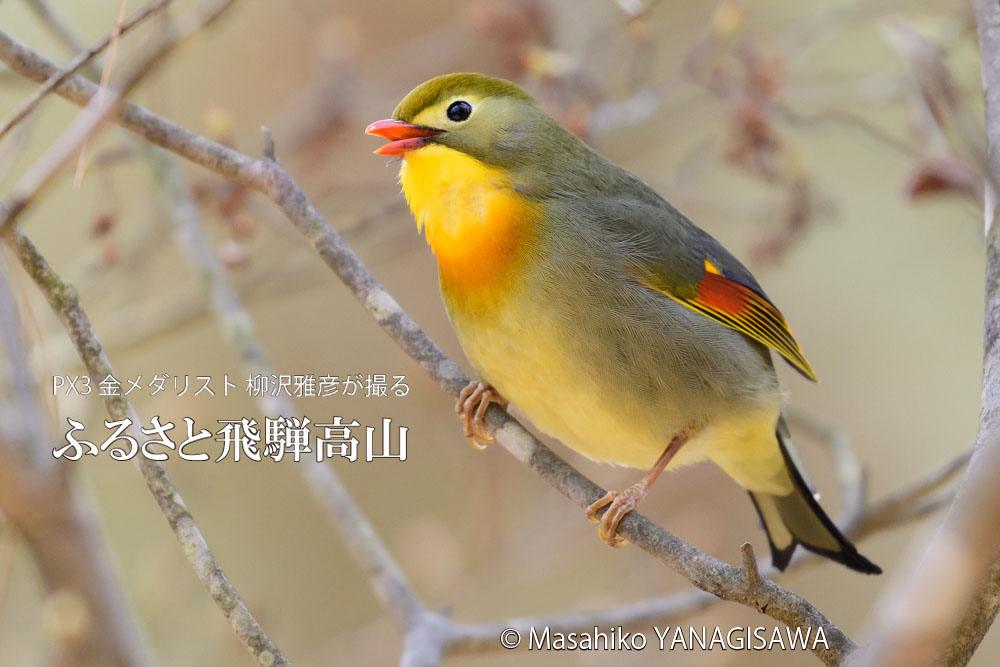 飛騨高山に棲むソウシチョウの写真。撮影・柳沢雅彦