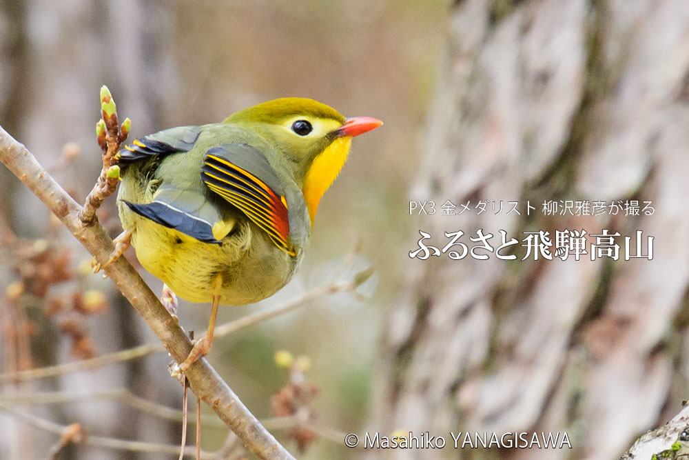 飛騨高山に棲むソウシチョウの写真。撮影・柳沢雅彦