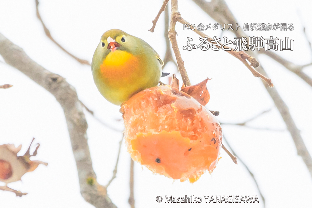 飛騨高山に棲むソウシチョウの写真。撮影・柳沢雅彦