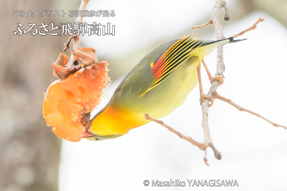 飛騨高山に棲むソウシチョウの写真。撮影・柳沢雅彦