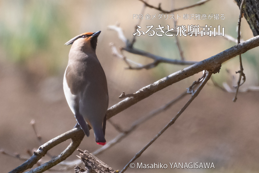 飛騨高山に棲むレンジャクの写真。撮影・柳沢雅彦