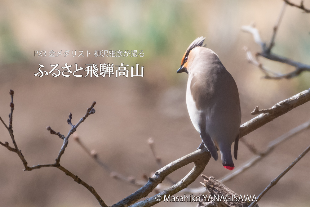 飛騨高山に棲むレンジャクの写真。撮影・柳沢雅彦