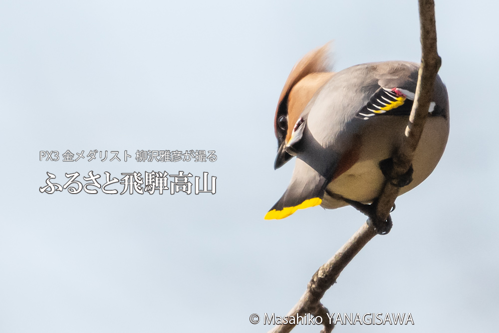 飛騨高山に棲むレンジャクの写真。撮影・柳沢雅彦