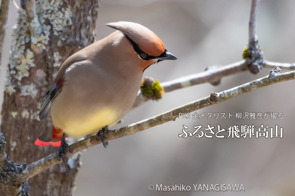 飛騨高山に棲むレンジャクの写真。撮影・柳沢雅彦