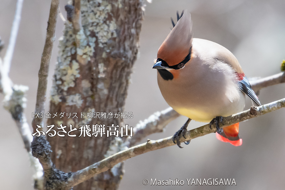 飛騨高山に棲むレンジャクの写真。撮影・柳沢雅彦