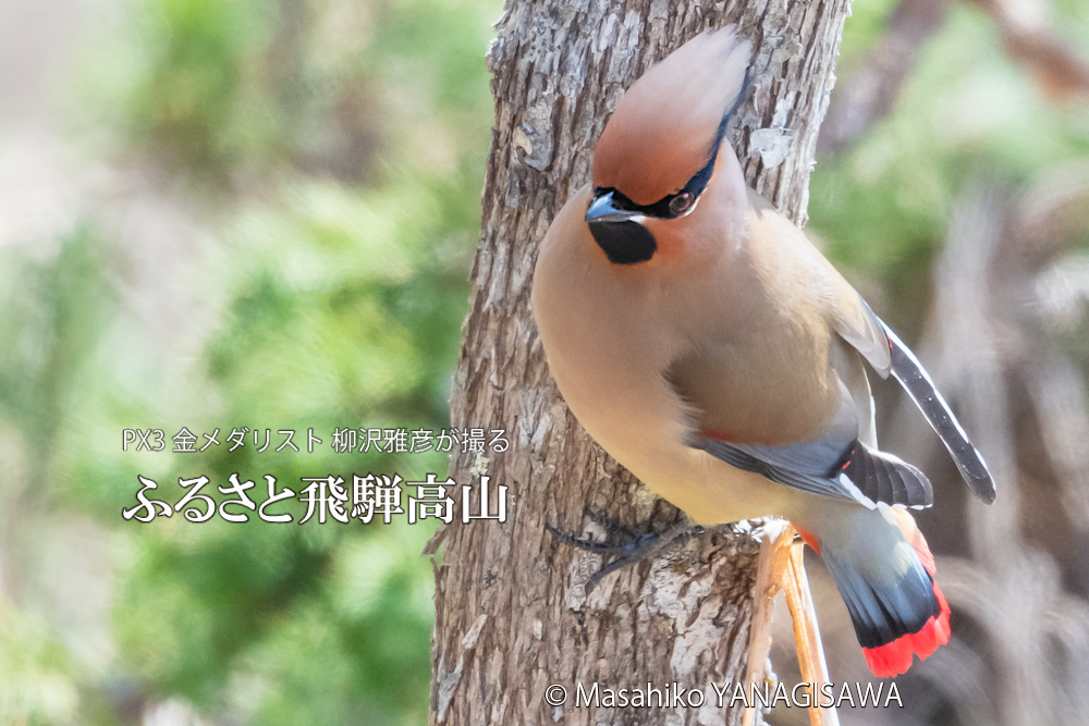 飛騨高山に棲むレンジャクの写真。撮影・柳沢雅彦