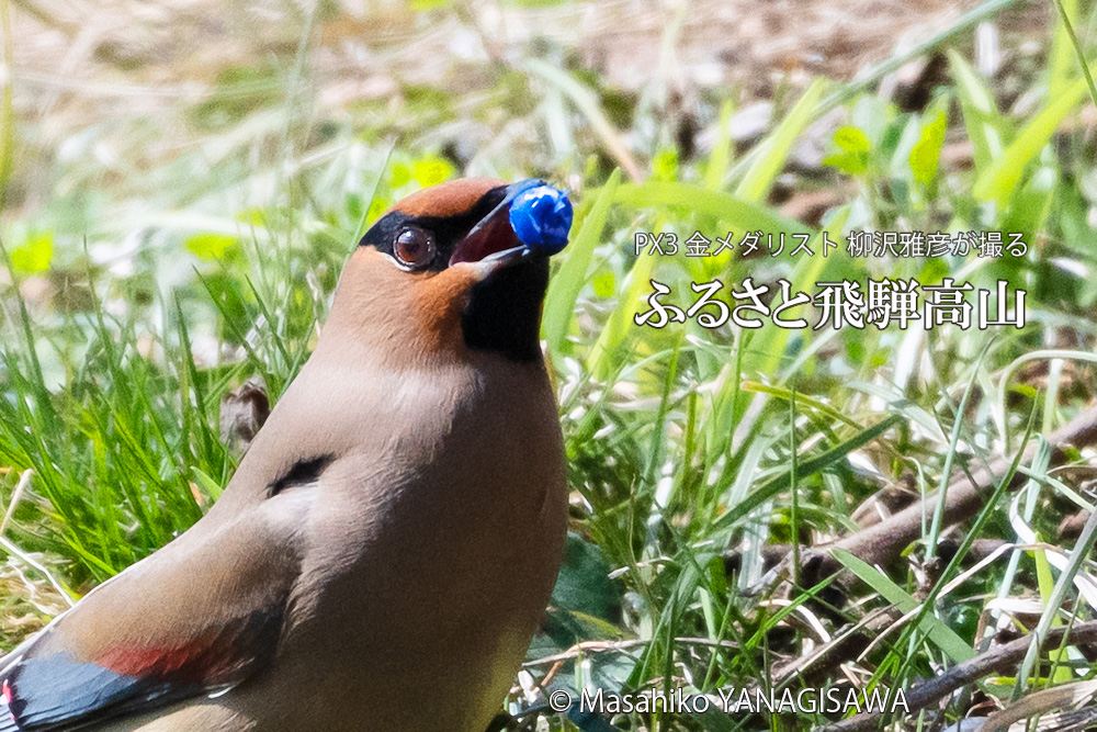 飛騨高山に棲むレンジャクの写真。撮影・柳沢雅彦