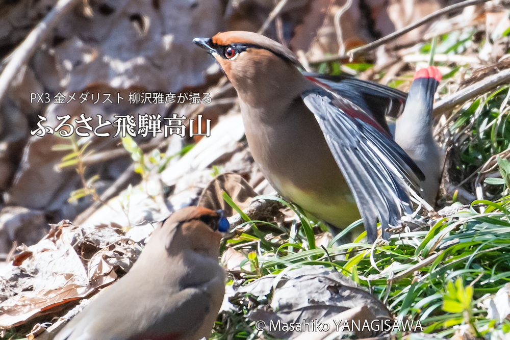 飛騨高山に棲むレンジャクの写真。撮影・柳沢雅彦