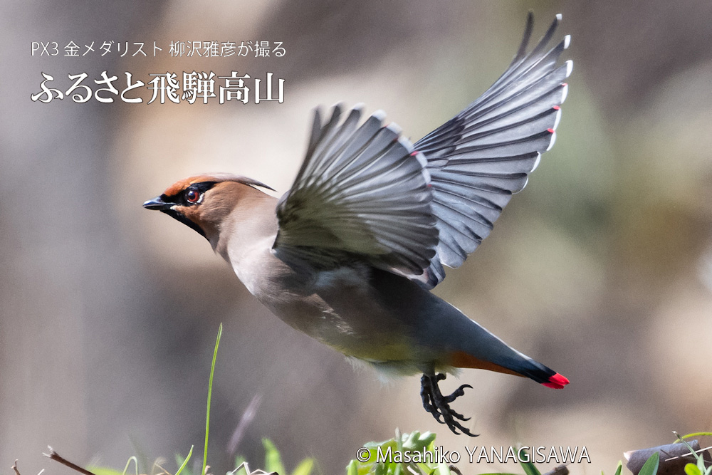飛騨高山に棲むレンジャクの写真。撮影・柳沢雅彦