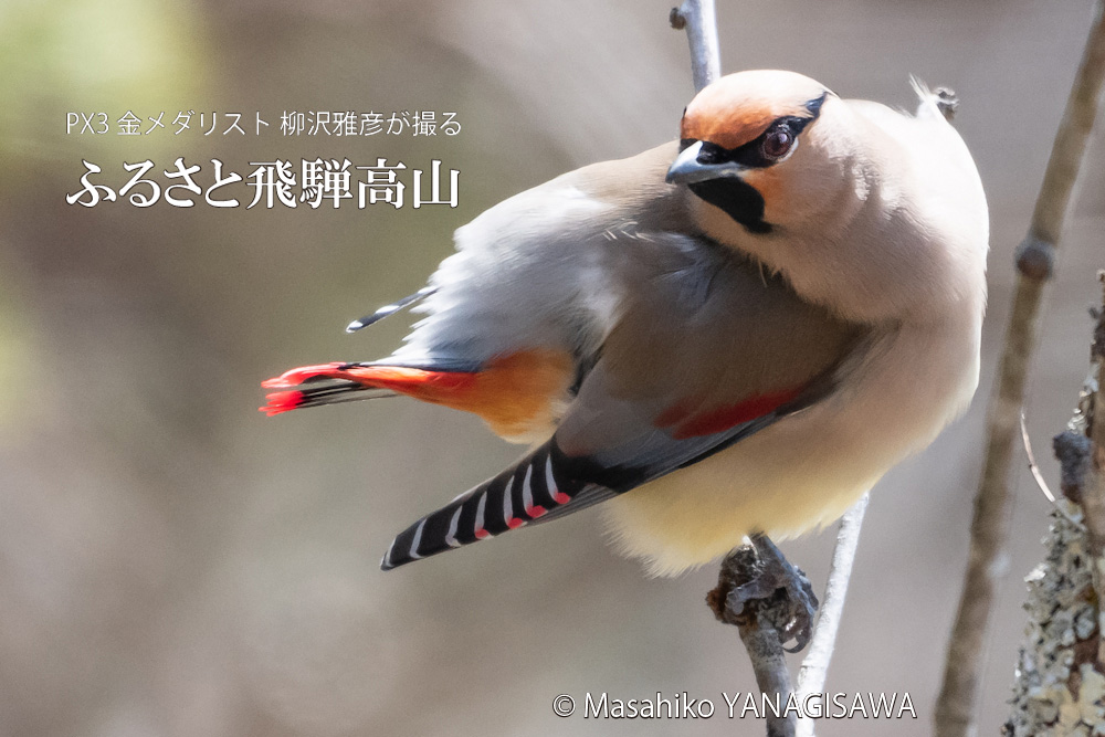 飛騨高山に棲むレンジャクの写真。撮影・柳沢雅彦