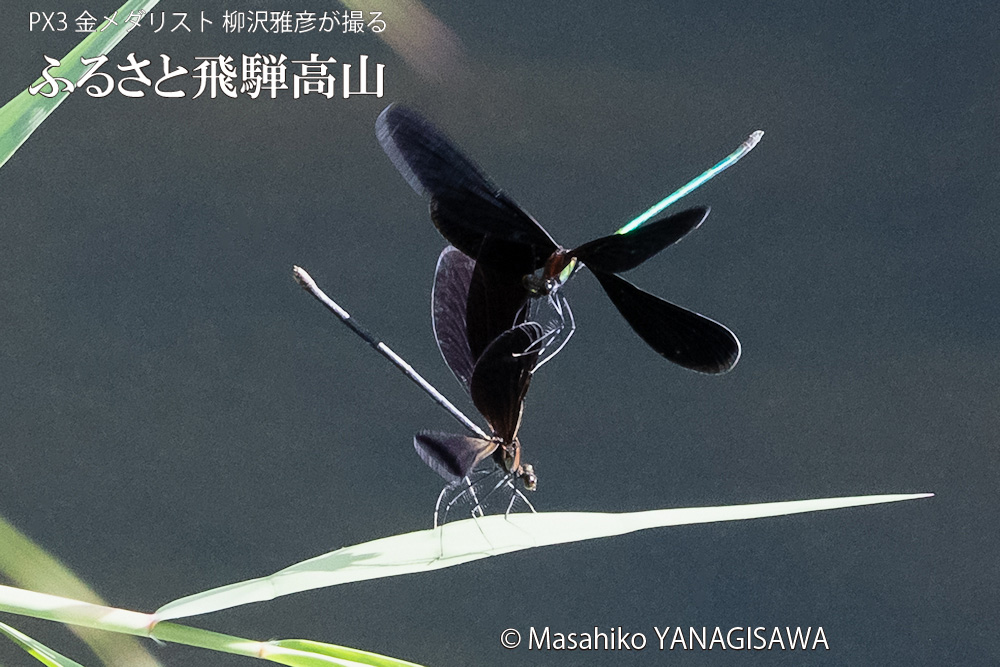 飛騨高山に棲むハグロトンボの写真。撮影・柳沢雅彦