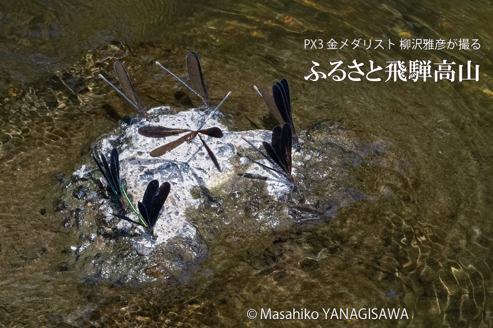 飛騨高山に棲むハグロトンボの写真。撮影・柳沢雅彦