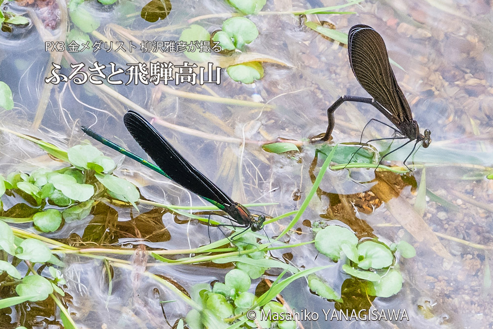 飛騨高山に棲むハグロトンボの写真。撮影・柳沢雅彦