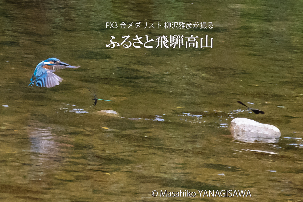 飛騨高山に棲むハグロトンボとカワセミの写真。撮影・柳沢雅彦