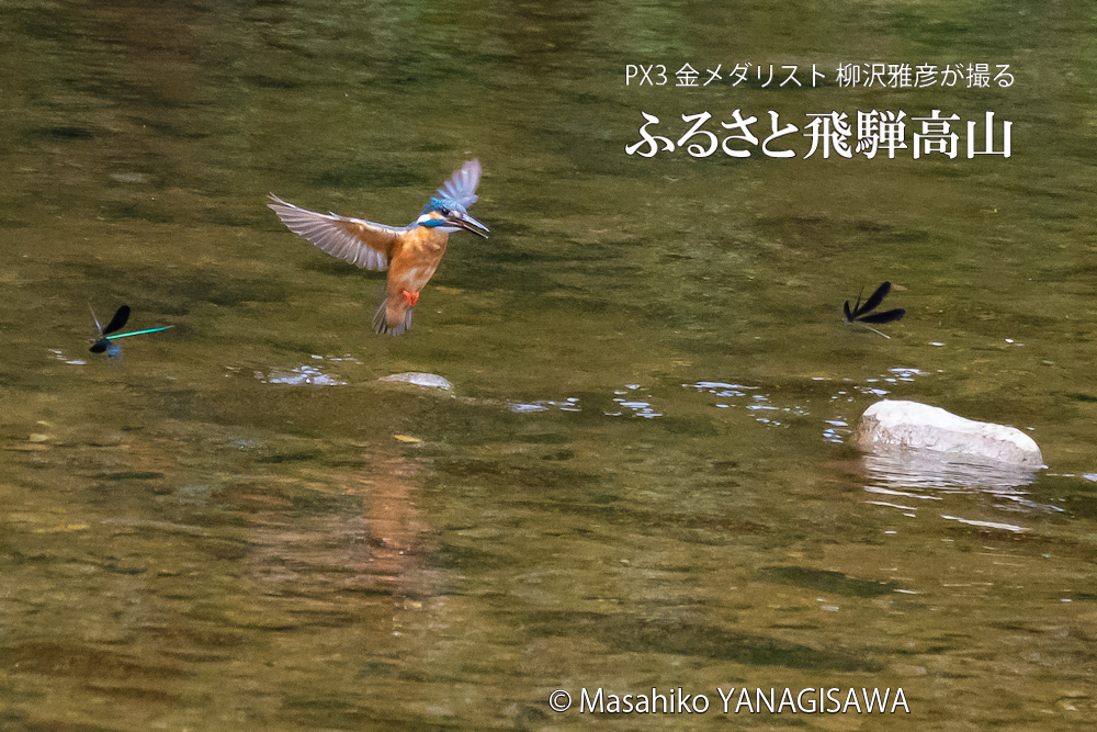 飛騨高山に棲むハグロトンボとカワセミの写真。撮影・柳沢雅彦