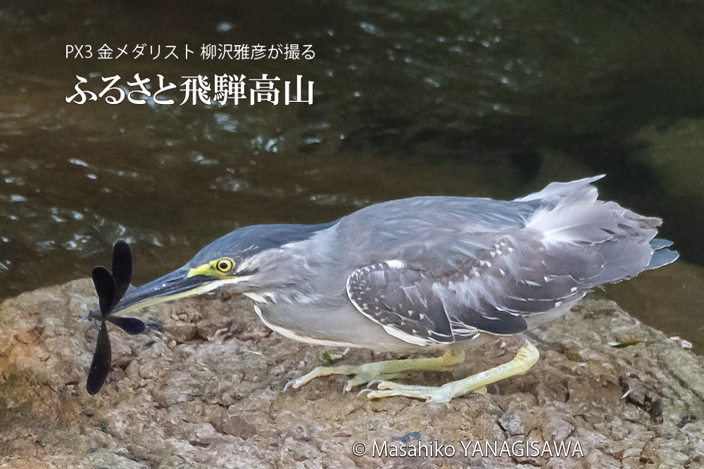 飛騨高山に棲むハグロトンボとササゴイの写真。撮影・柳沢雅彦