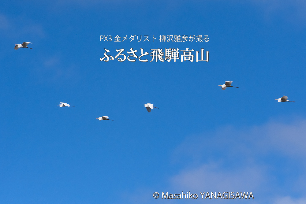 飛騨高山に棲むダイサギの写真。撮影・柳沢雅彦
