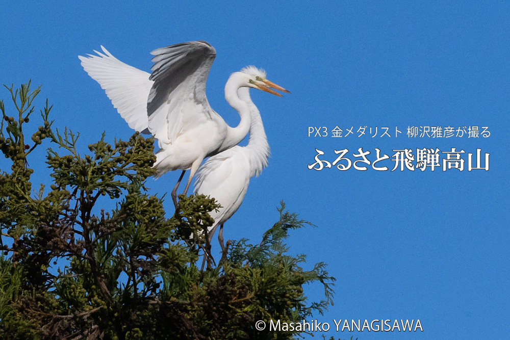 飛騨高山に棲むダイサギの写真。撮影・柳沢雅彦