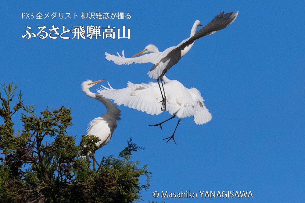 飛騨高山に棲むダイサギの写真。撮影・柳沢雅彦