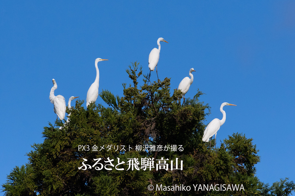 飛騨高山に棲むダイサギの写真。撮影・柳沢雅彦
