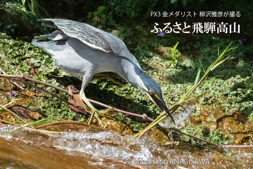 飛騨高山に棲むササゴイとアマゴの写真。撮影・柳沢雅彦