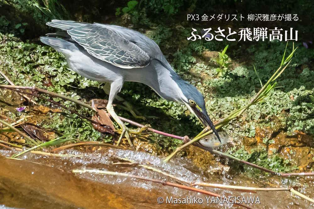 飛騨高山に棲むササゴイとアマゴの写真。撮影・柳沢雅彦