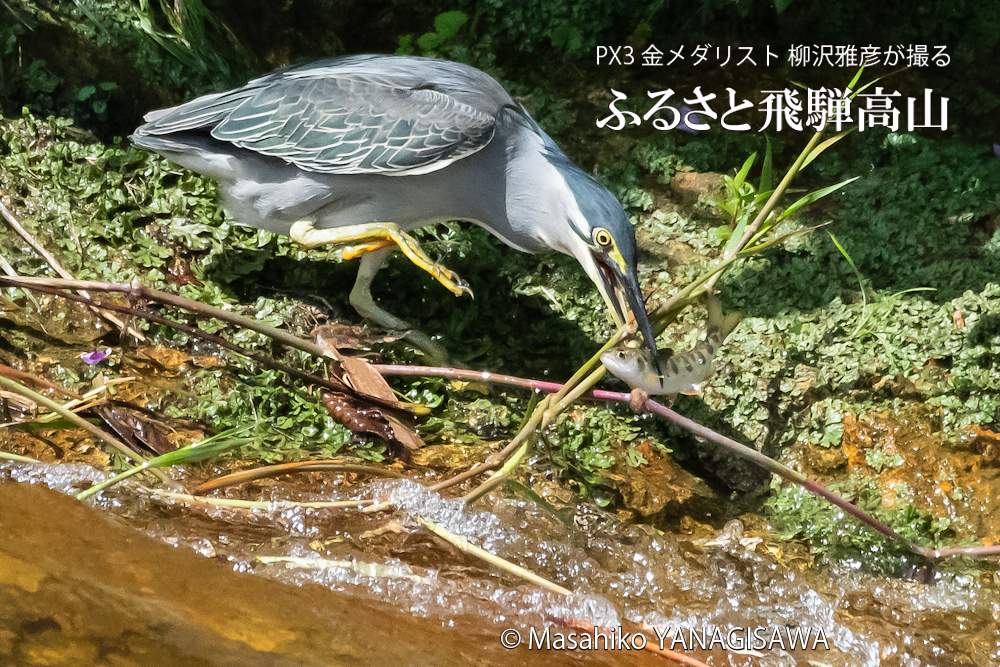 飛騨高山に棲むササゴイとアマゴの写真。撮影・柳沢雅彦