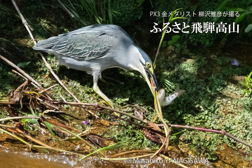 飛騨高山に棲むササゴイとアマゴの写真。撮影・柳沢雅彦