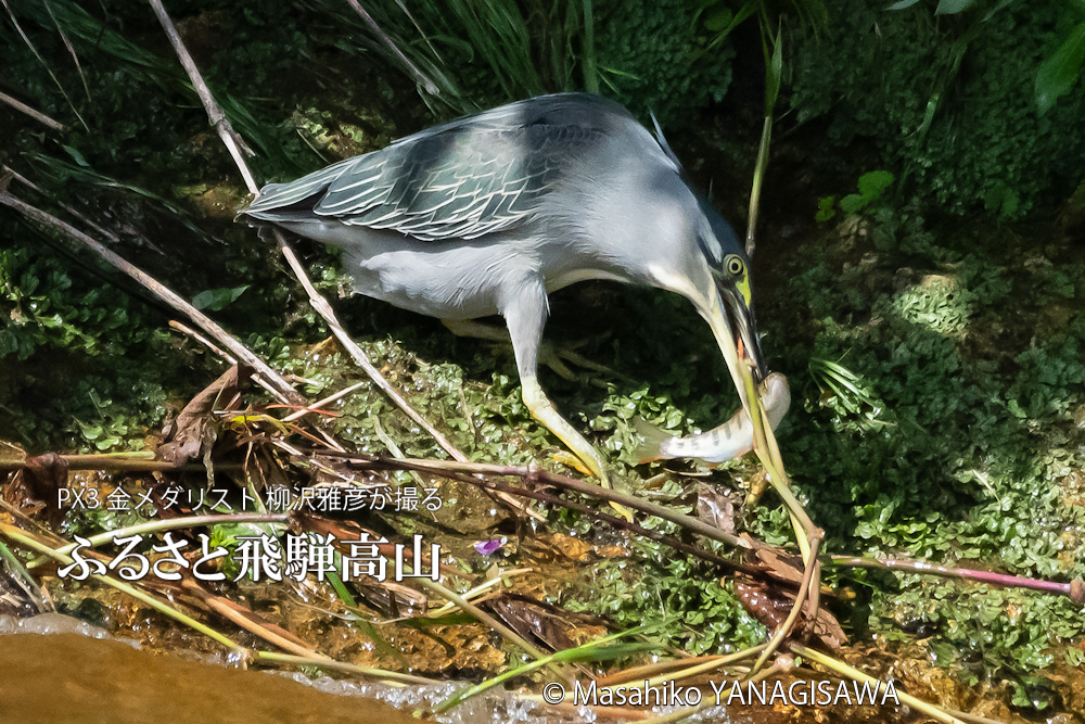 飛騨高山に棲むササゴイとアマゴの写真。撮影・柳沢雅彦