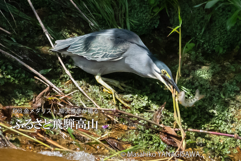 飛騨高山に棲むササゴイとアマゴの写真。撮影・柳沢雅彦