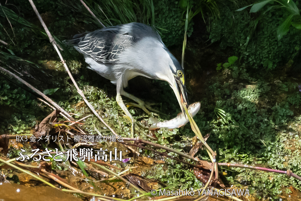 飛騨高山に棲むササゴイとアマゴの写真。撮影・柳沢雅彦