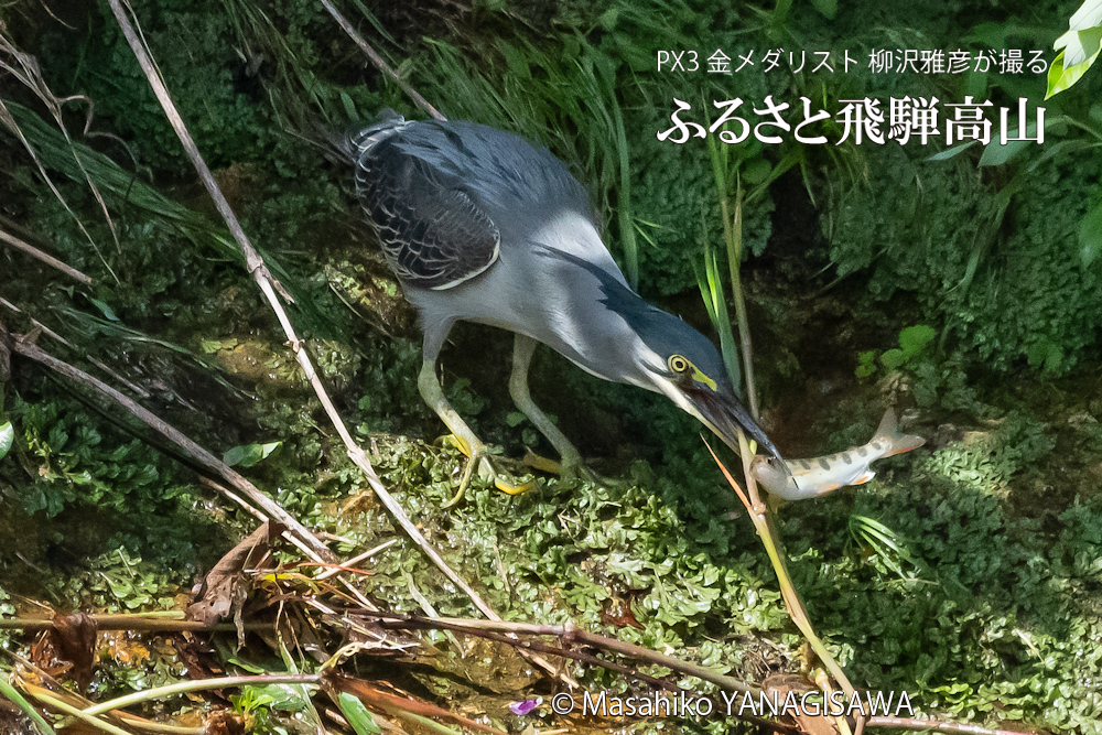 飛騨高山に棲むササゴイとアマゴの写真。撮影・柳沢雅彦