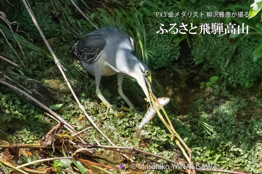 飛騨高山に棲むササゴイとアマゴの写真。撮影・柳沢雅彦