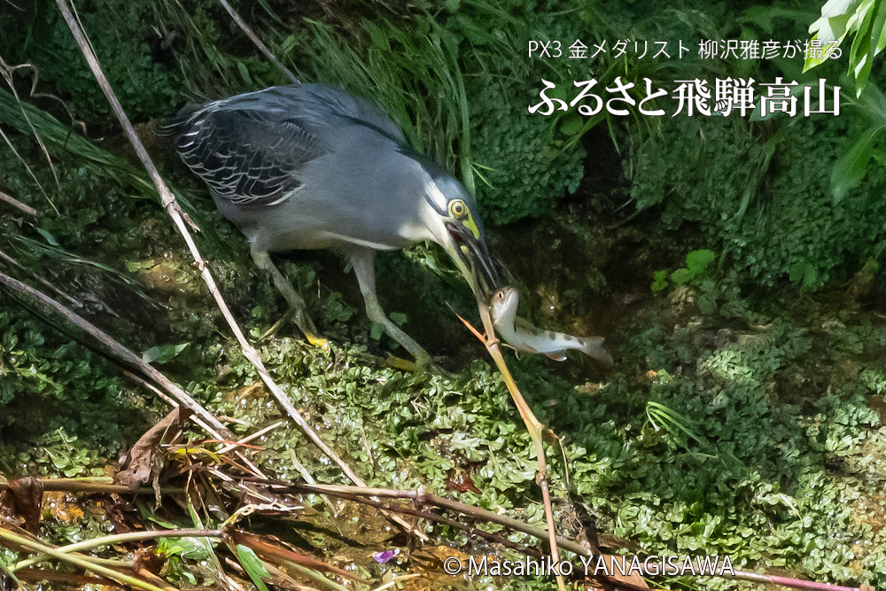飛騨高山に棲むササゴイとアマゴの写真。撮影・柳沢雅彦