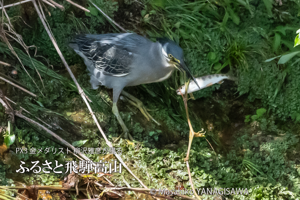 飛騨高山に棲むササゴイとアマゴの写真。撮影・柳沢雅彦