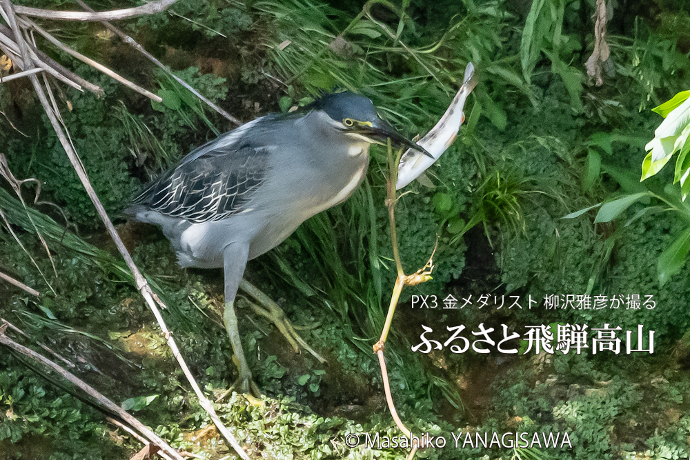 飛騨高山に棲むササゴイとアマゴの写真。撮影・柳沢雅彦