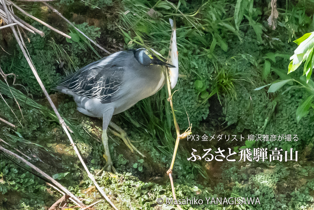 飛騨高山に棲むササゴイとアマゴの写真。撮影・柳沢雅彦