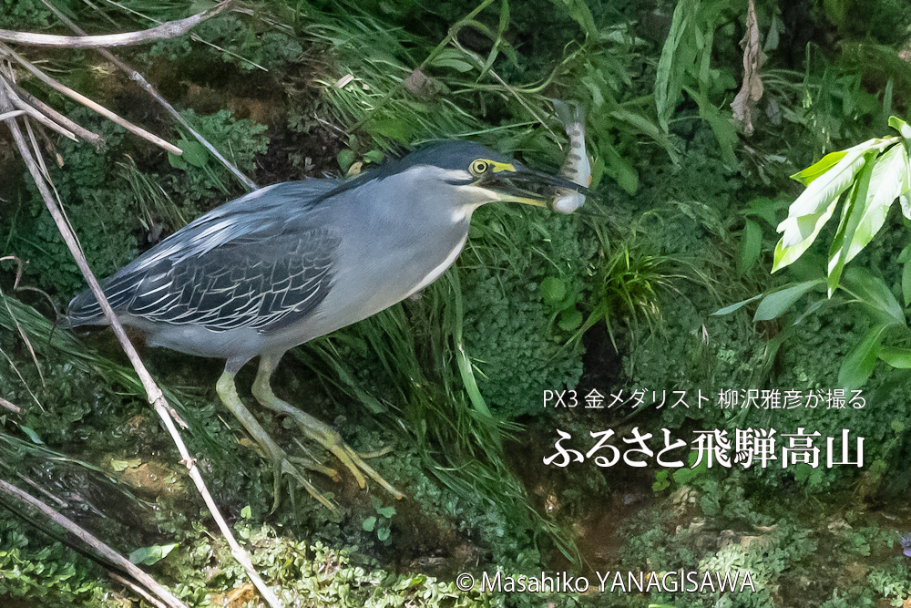 飛騨高山に棲むササゴイとアマゴの写真。撮影・柳沢雅彦