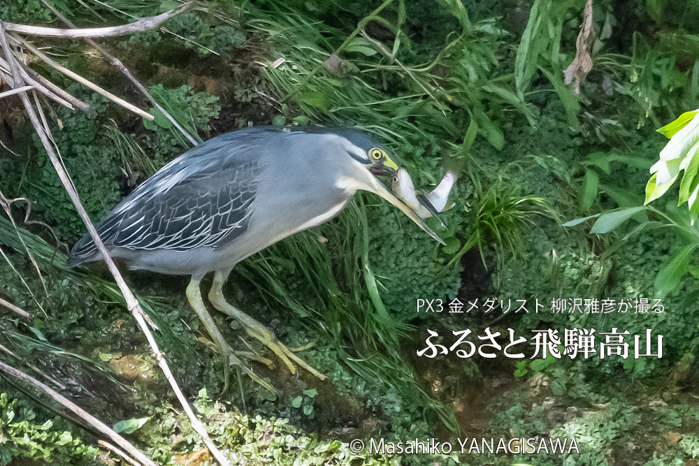飛騨高山に棲むササゴイとアマゴの写真。撮影・柳沢雅彦