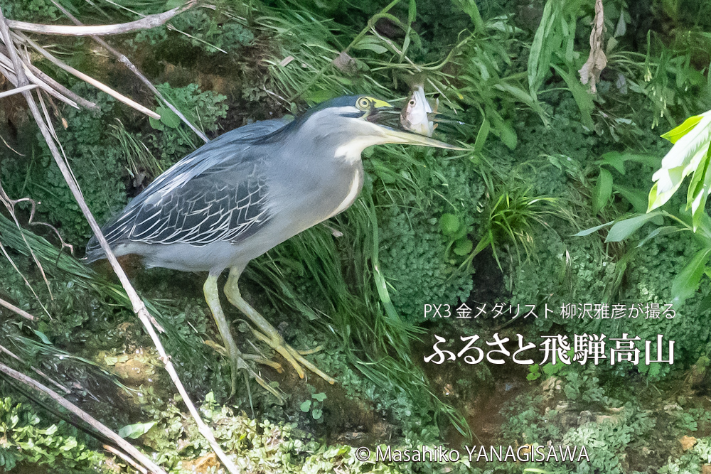 飛騨高山に棲むササゴイとアマゴの写真。撮影・柳沢雅彦