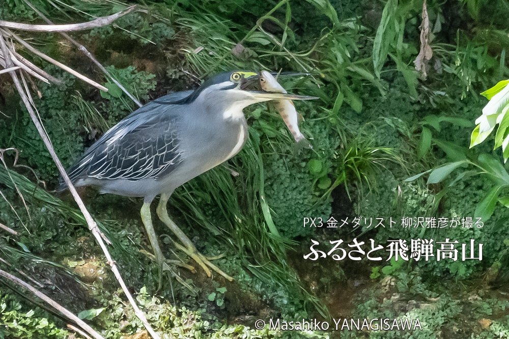 飛騨高山に棲むササゴイとアマゴの写真。撮影・柳沢雅彦