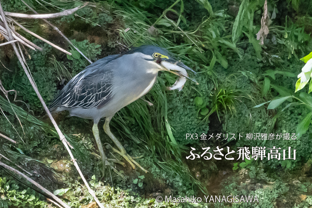 飛騨高山に棲むササゴイとアマゴの写真。撮影・柳沢雅彦