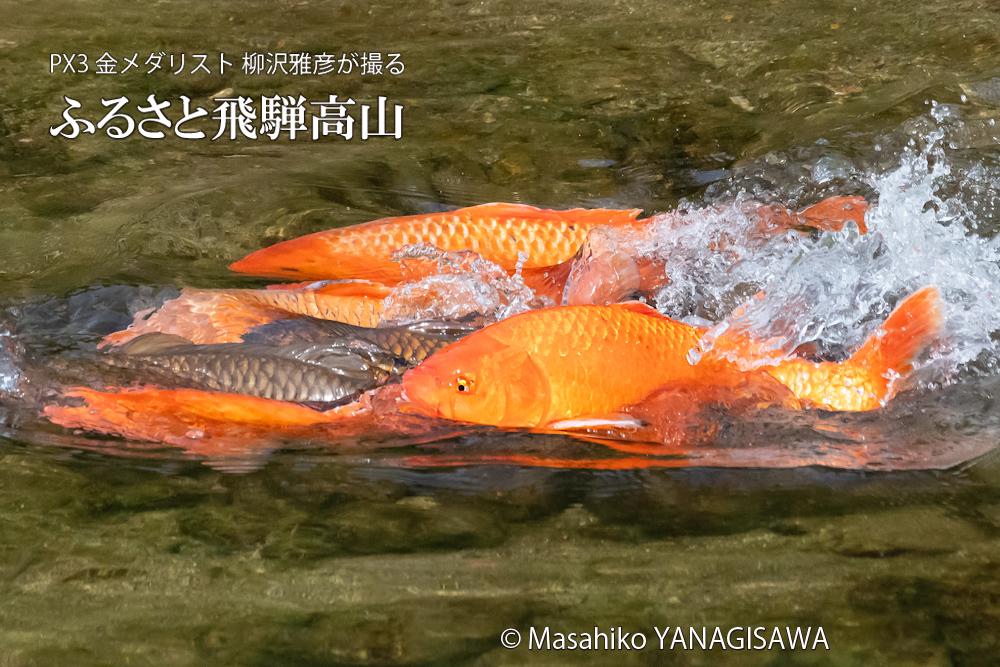 飛騨高山に棲むコイの産卵の写真。撮影・柳沢雅彦