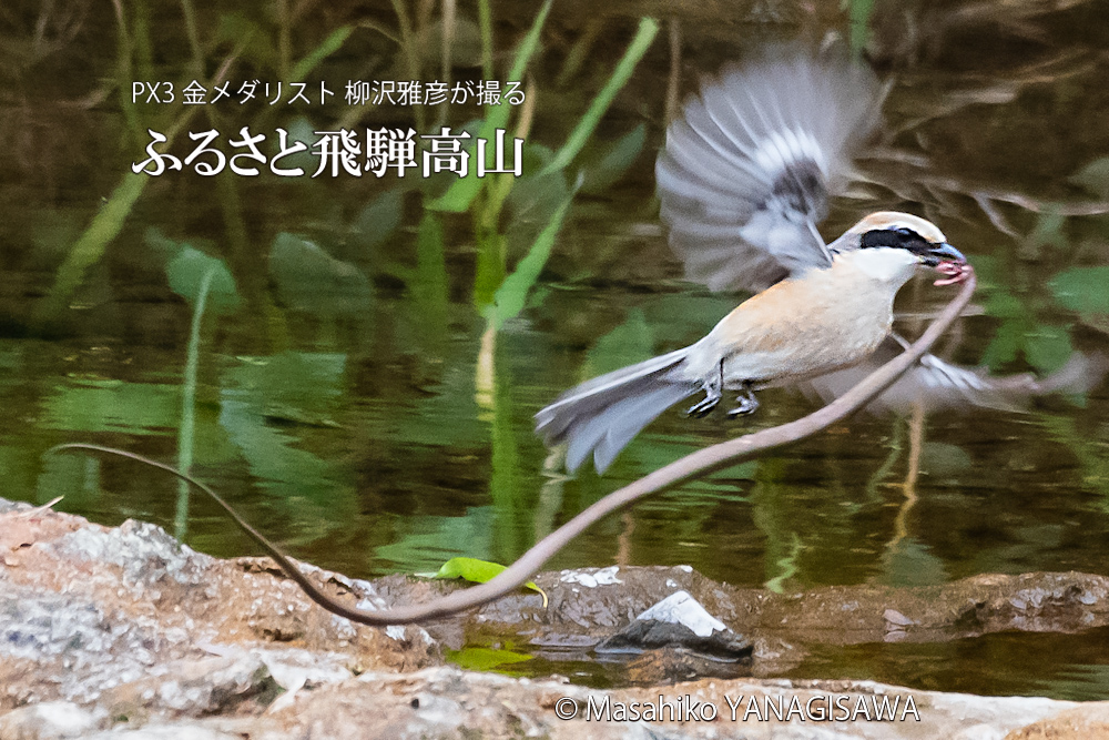 飛騨高山に棲む百舌鳥モズの写真。撮影・柳沢雅彦
