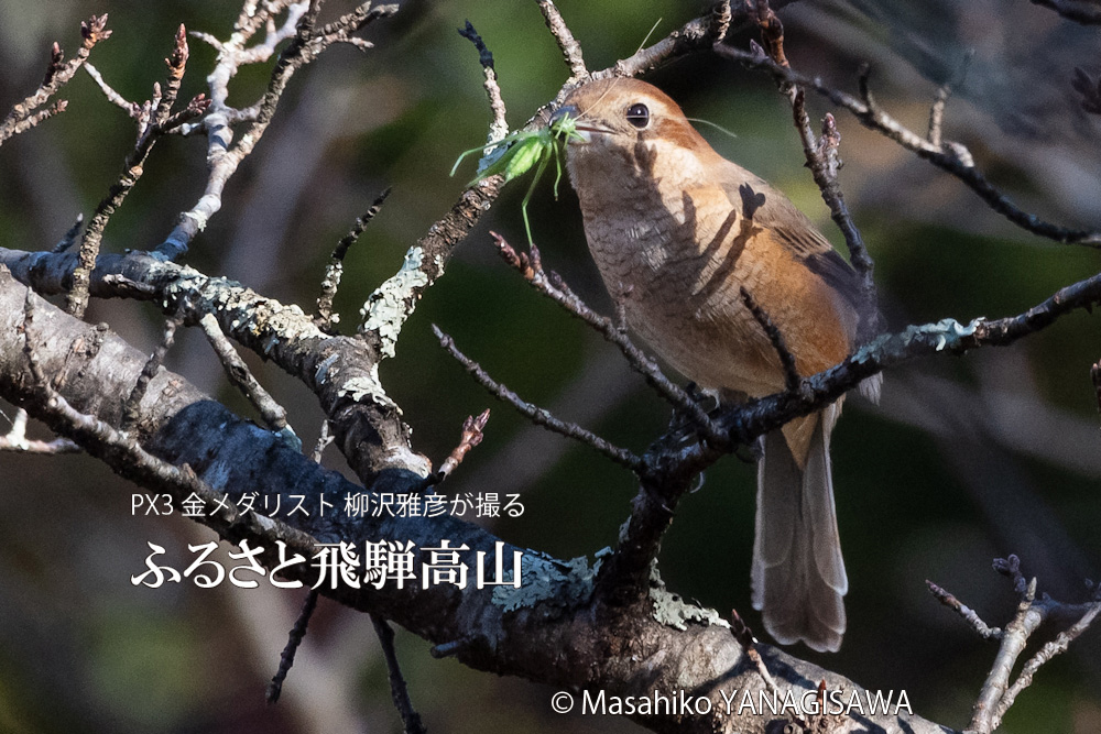 飛騨高山に棲む百舌鳥モズの写真。撮影・柳沢雅彦