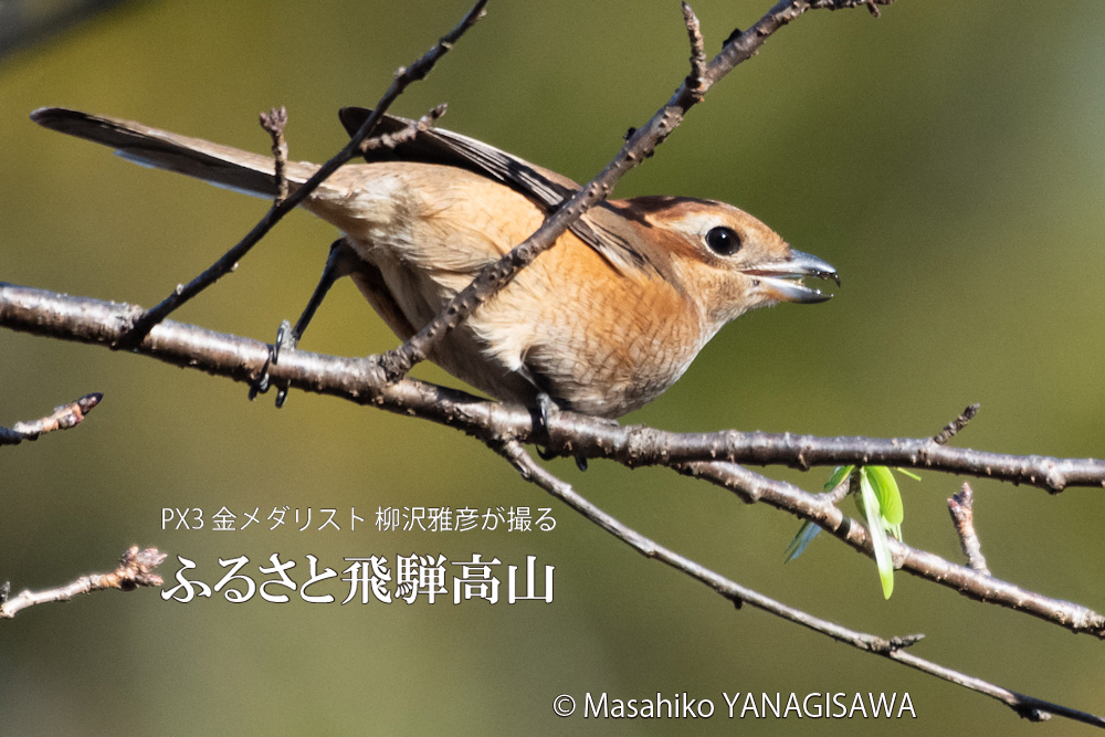 飛騨高山に棲む百舌鳥モズの写真。撮影・柳沢雅彦