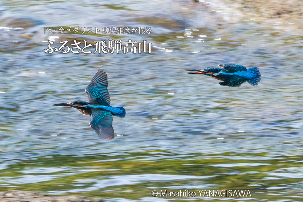 飛騨高山に棲むカワセミの写真。撮影・柳沢雅彦