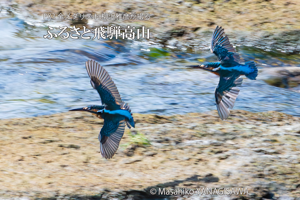 飛騨高山に棲むカワセミの写真。撮影・柳沢雅彦