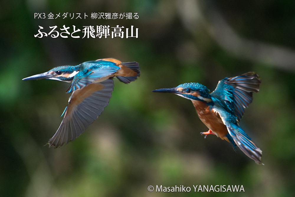 飛騨高山に棲むカワセミの写真。撮影・柳沢雅彦